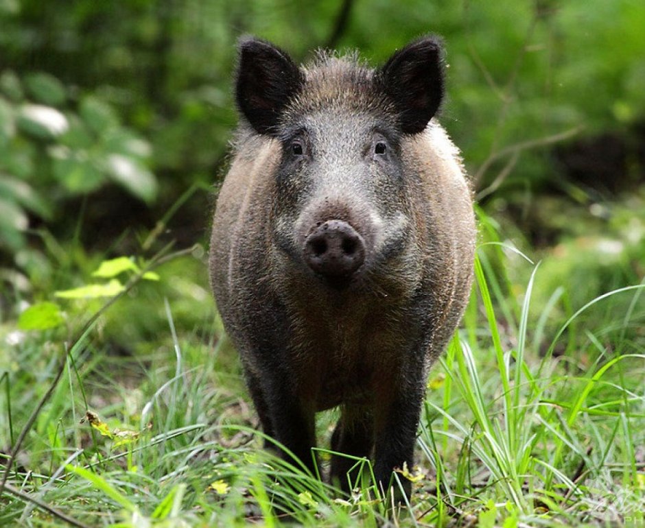 Кабан – sus scrofa Linnaeus, 1758