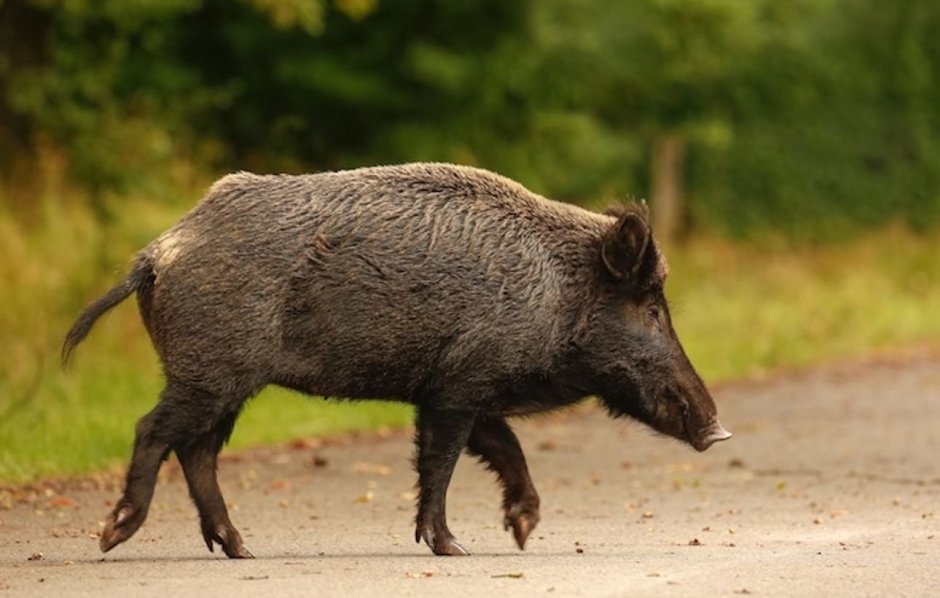 Кабан (sus scrofa)