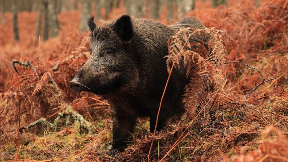 Дикие кабаны» (Wild Hogs)