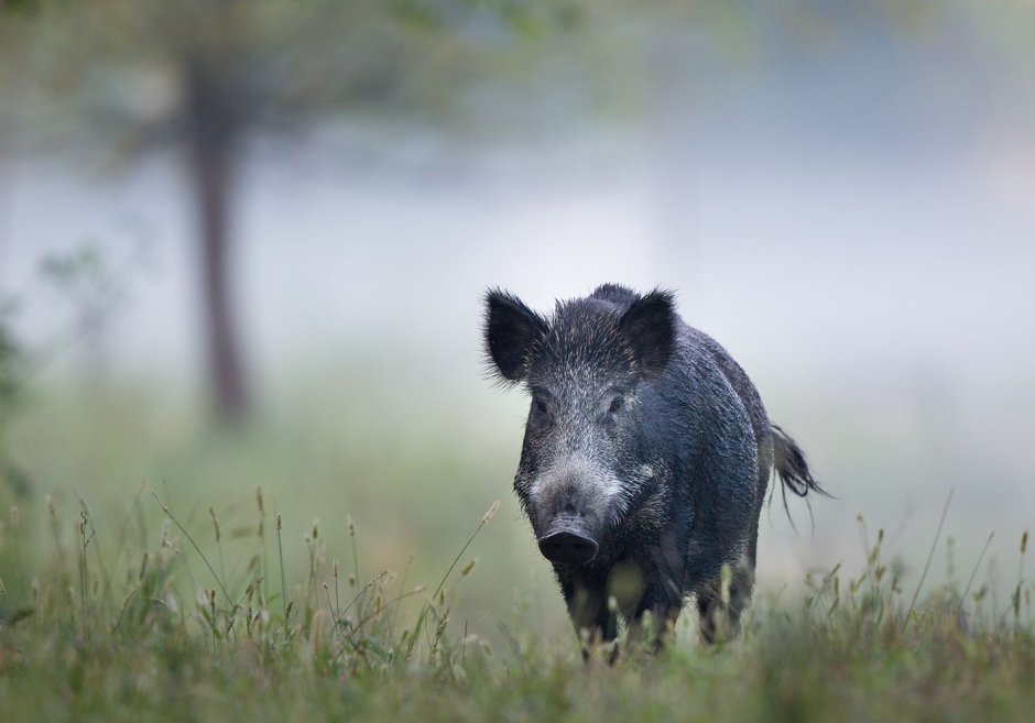 Европейский дикий кабан sus scrofa Ferus