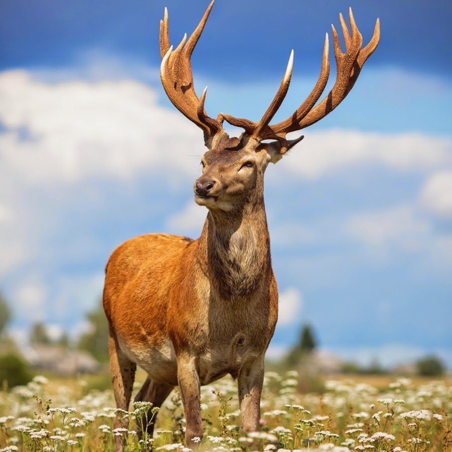 Благородный олень изюбрь