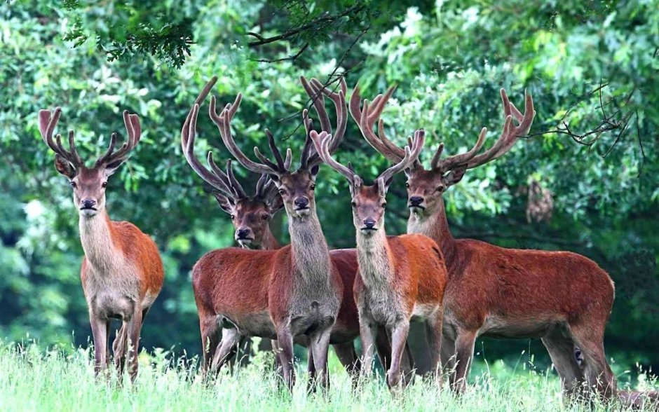 Благородный олень изюбрь