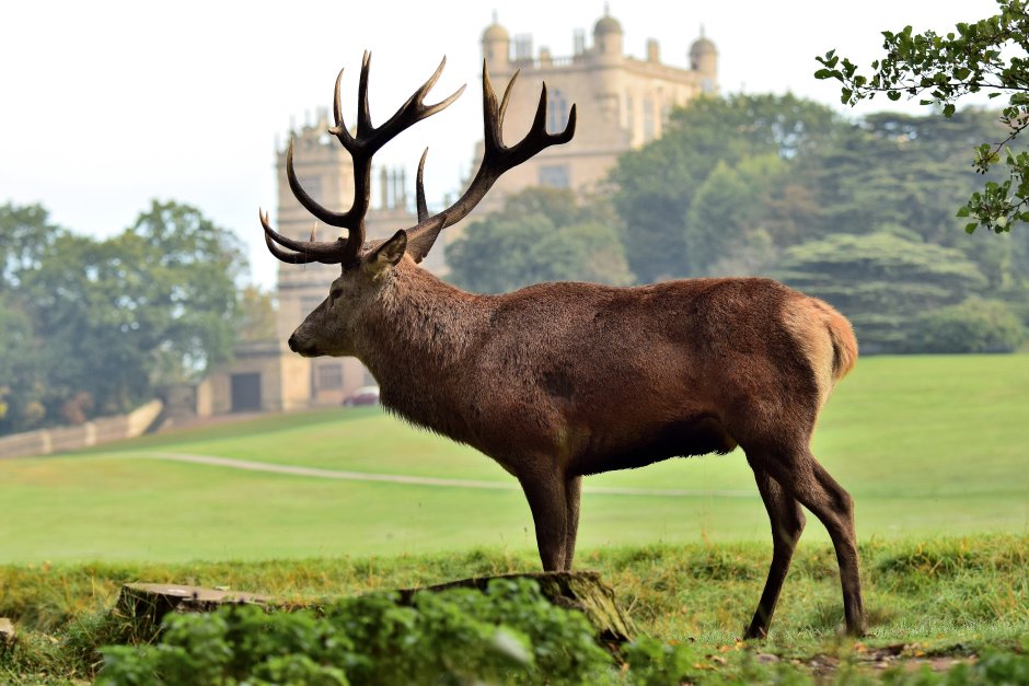 Благородный олень во Франции