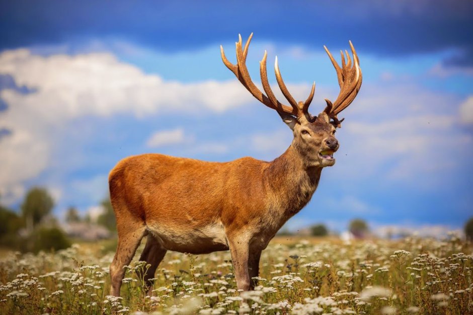 Благородный олень изюбрь