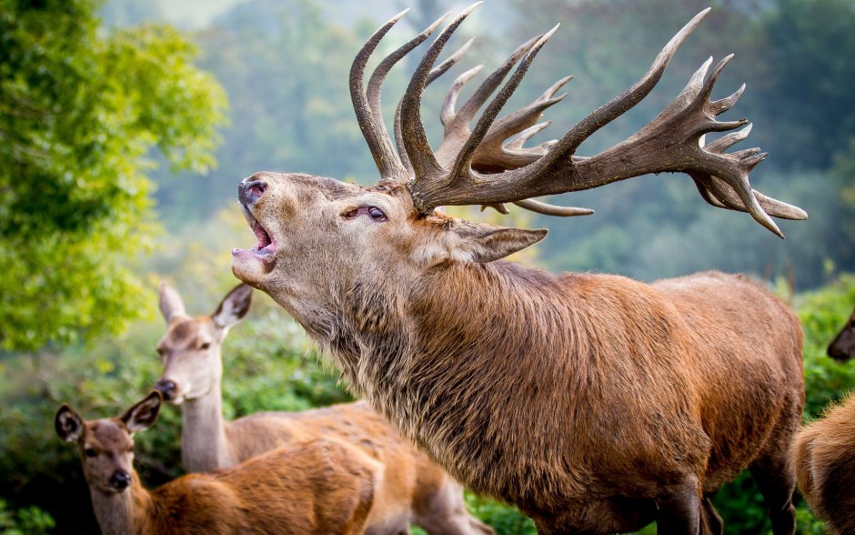 Каламианский олень