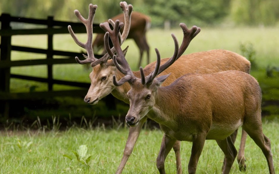Оленей Cervus Campestris