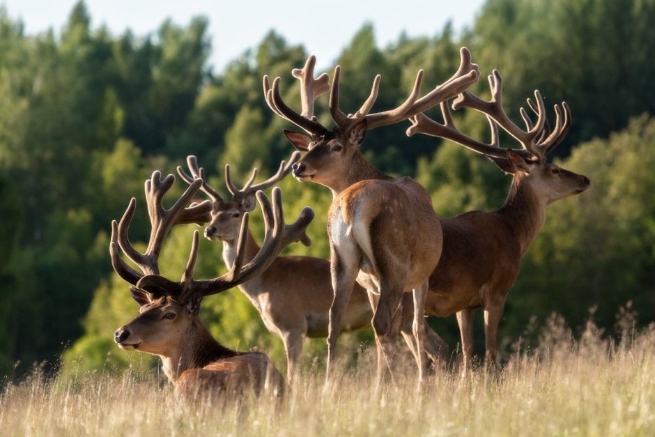 Маралы Катон Карагай