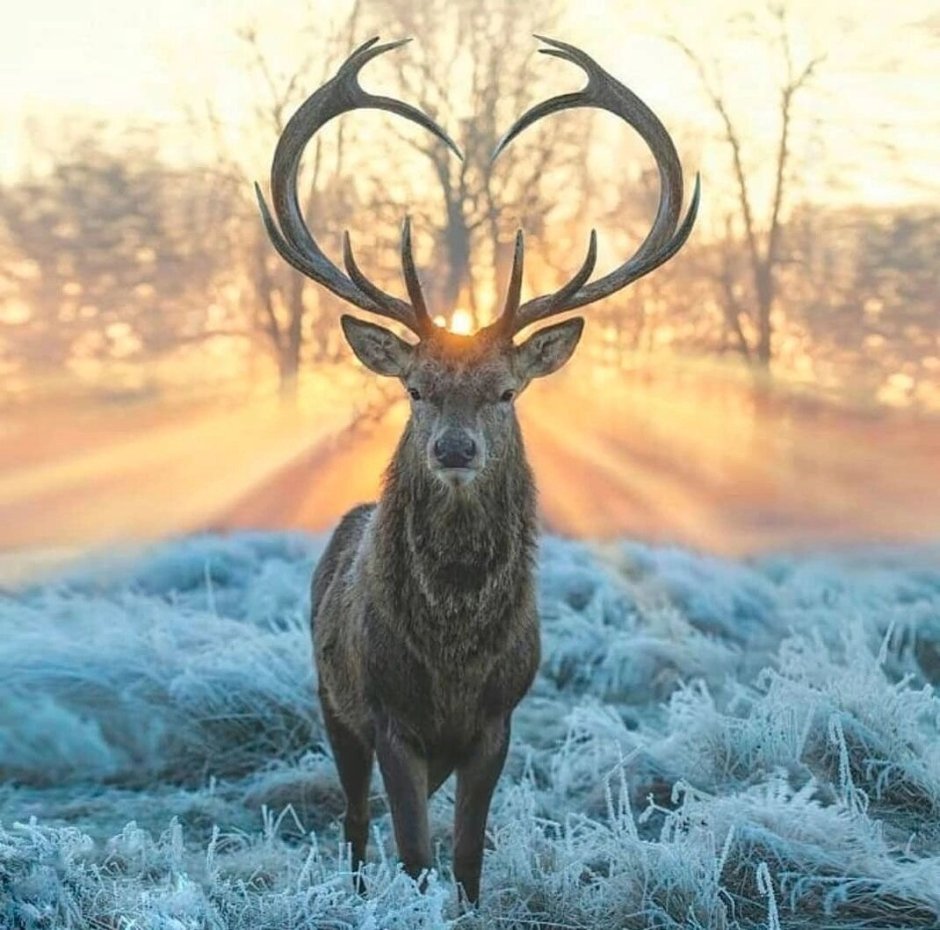 Иберийский благородный олень
