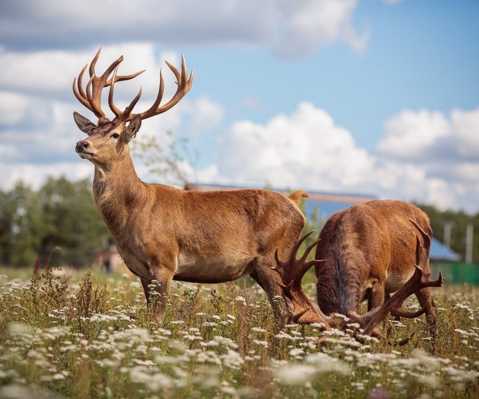 Семейство Оленевые - благородный олень.