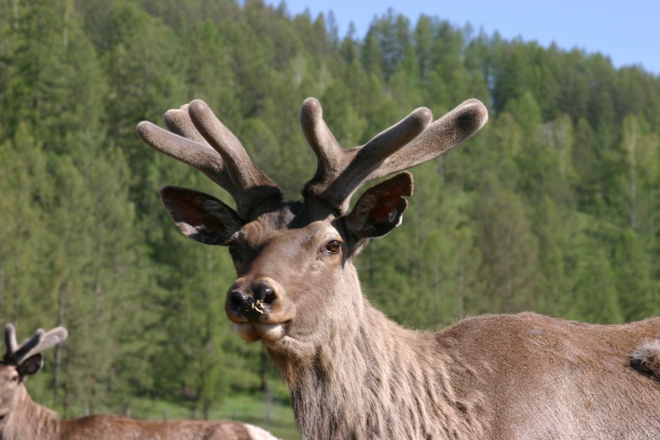 Марал маральник Алтай