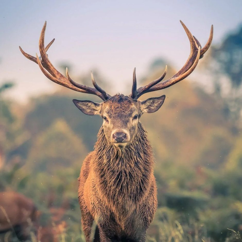 Дикая природа