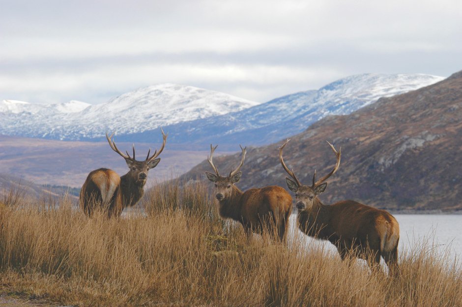 Картина оленя с рогами