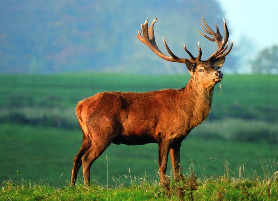 Марал Cervus elaphus