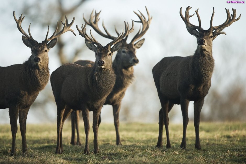 Бешпельтирский маральник