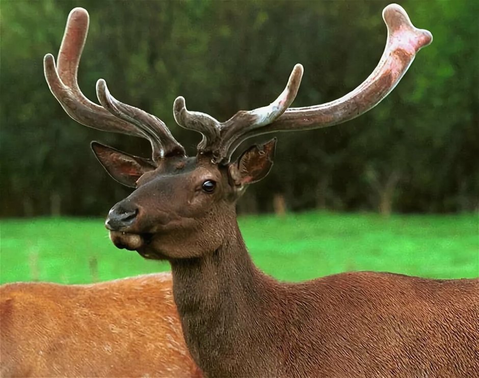 Европейский благородный олень