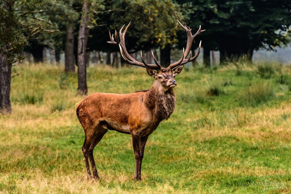 Благородный олень изюбрь