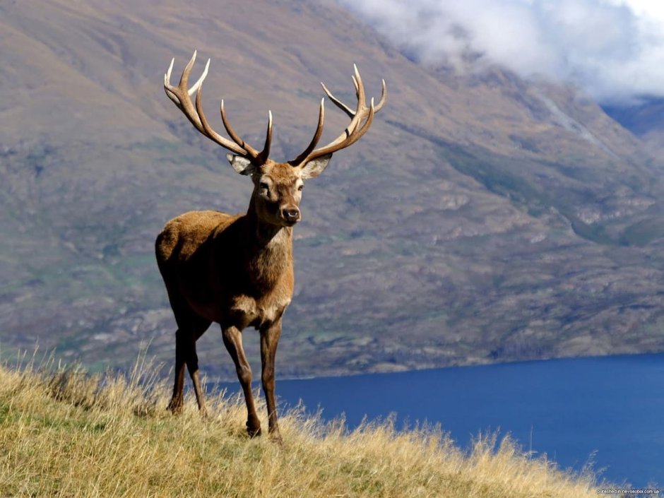 Северный Марал