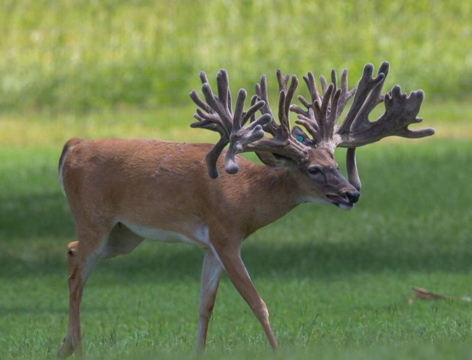 Планеты с рогами