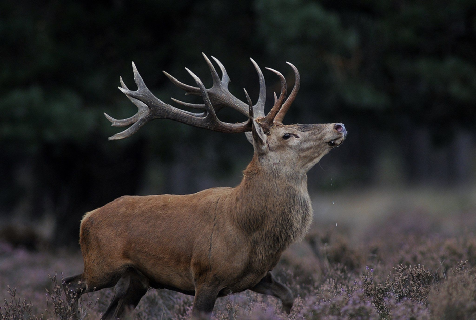 Молодой благородный олень