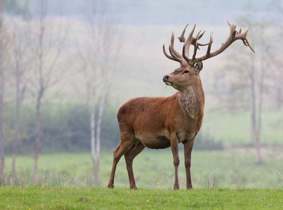 Изюбрь Дальневосточный
