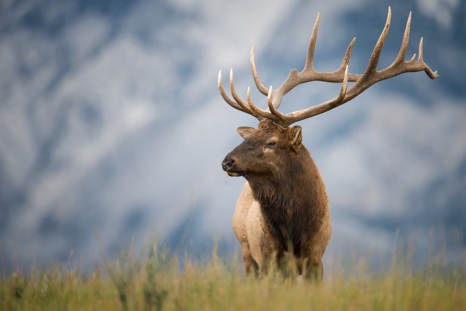 Благородный олень Рогач