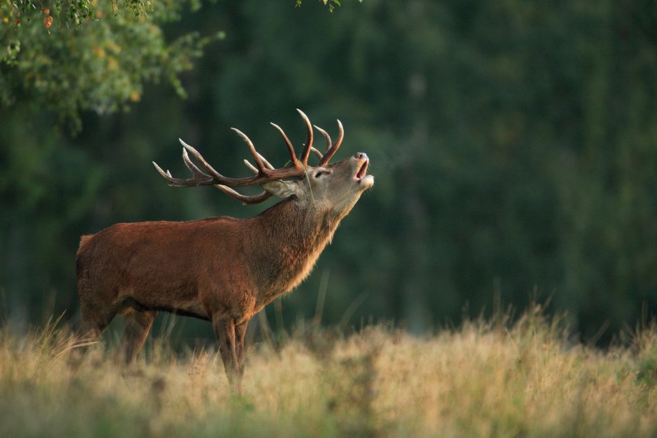 Благородный олень и олениха