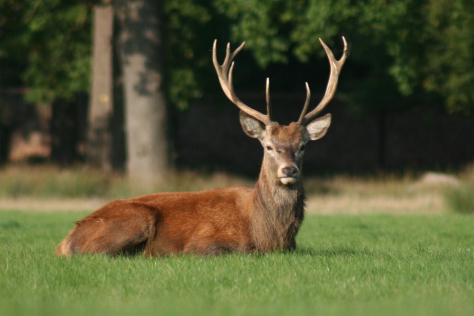 Благородный олень Марал изюбрь