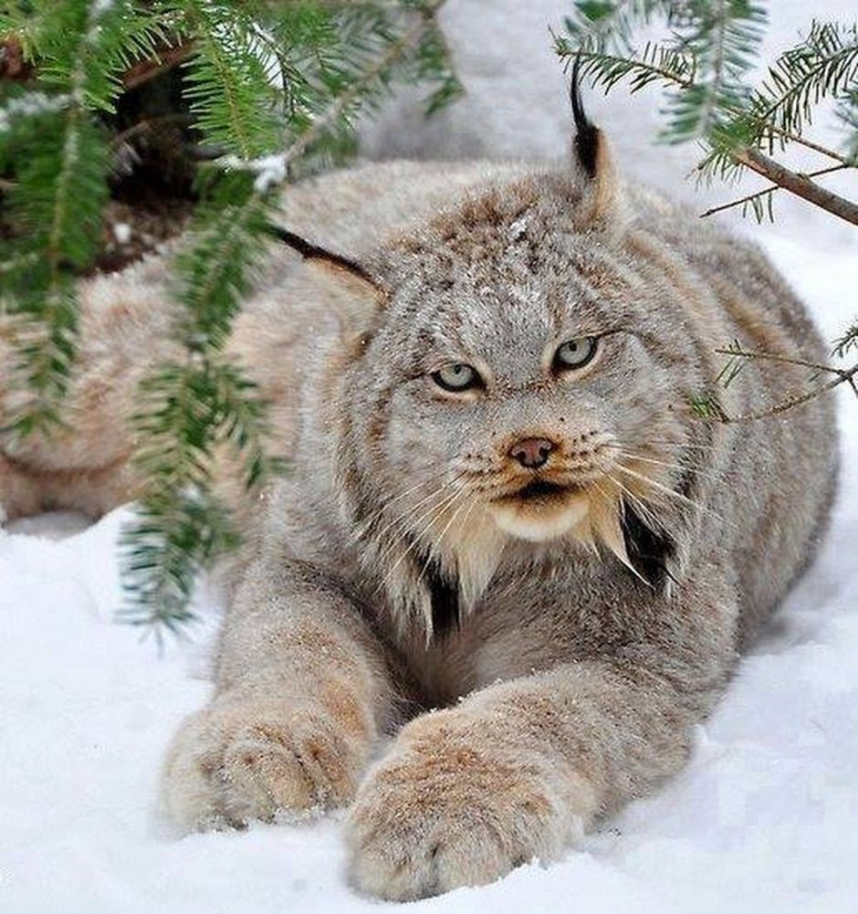 Косули Кивач