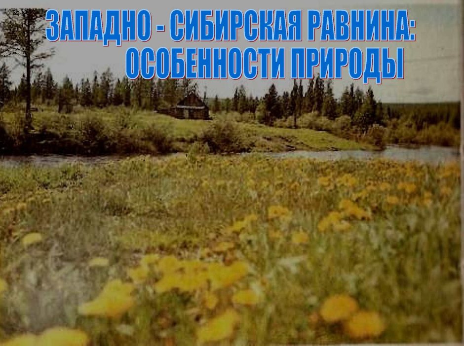 Леса Томской области