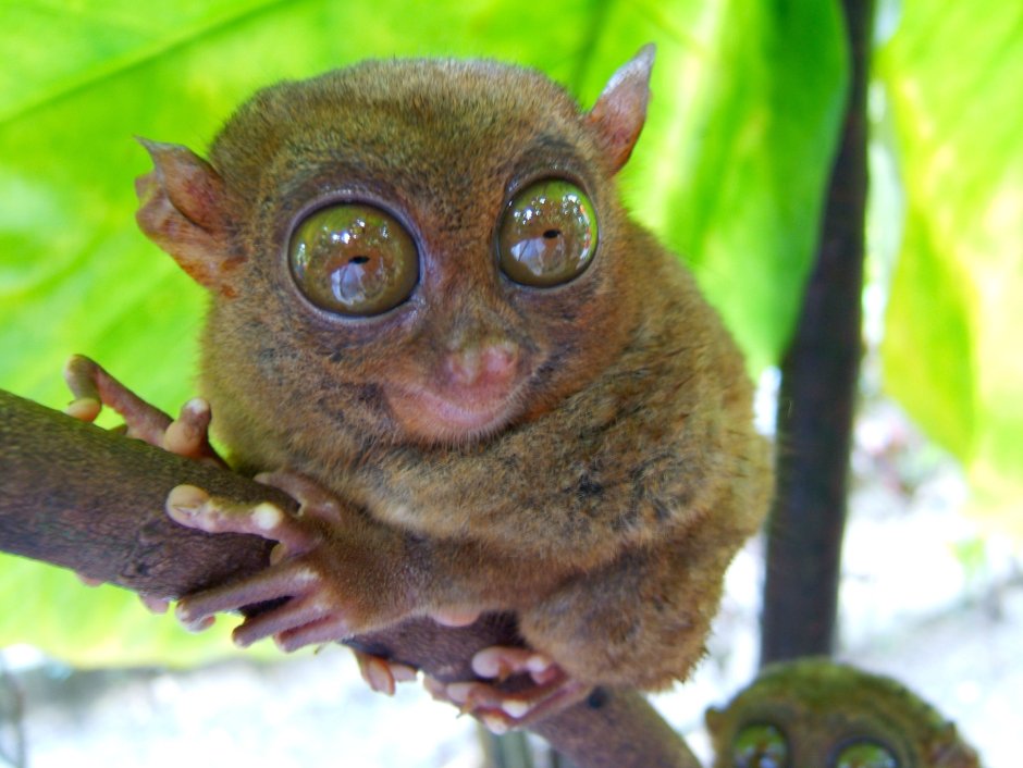 .Восточный долгопят (Tarsius Tarsier)