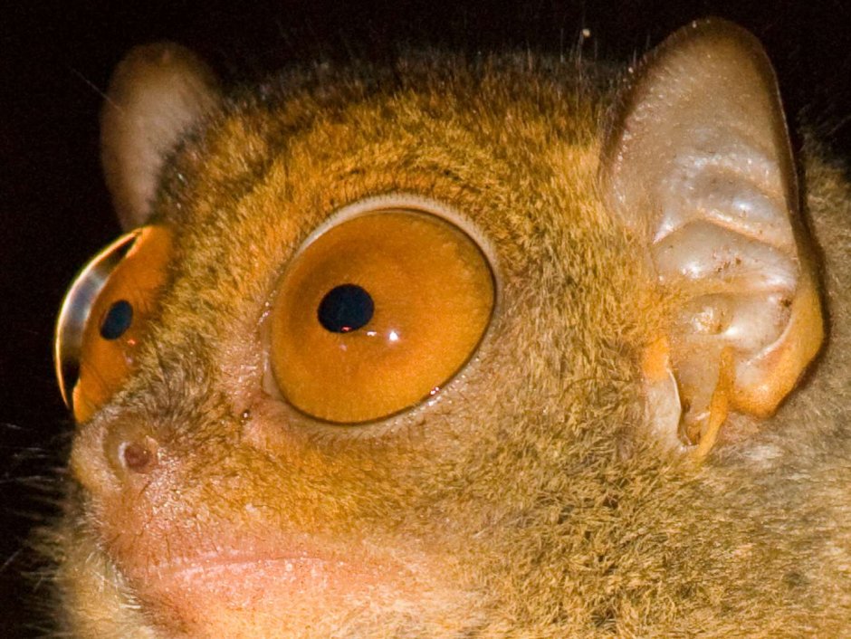 Bush Baby галаго