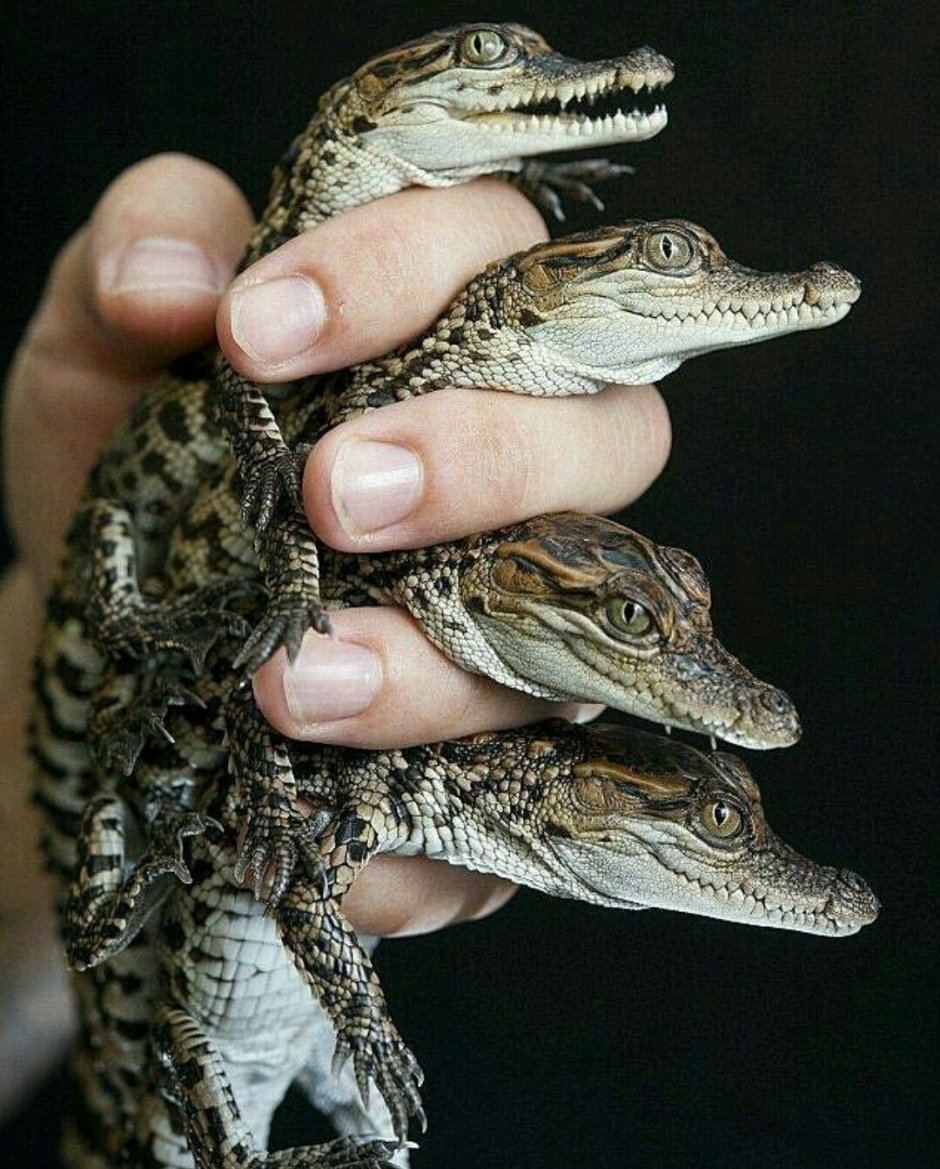 Карликовый Кайман