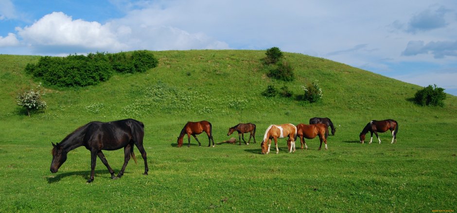 Лошади степи Башкирии панорама