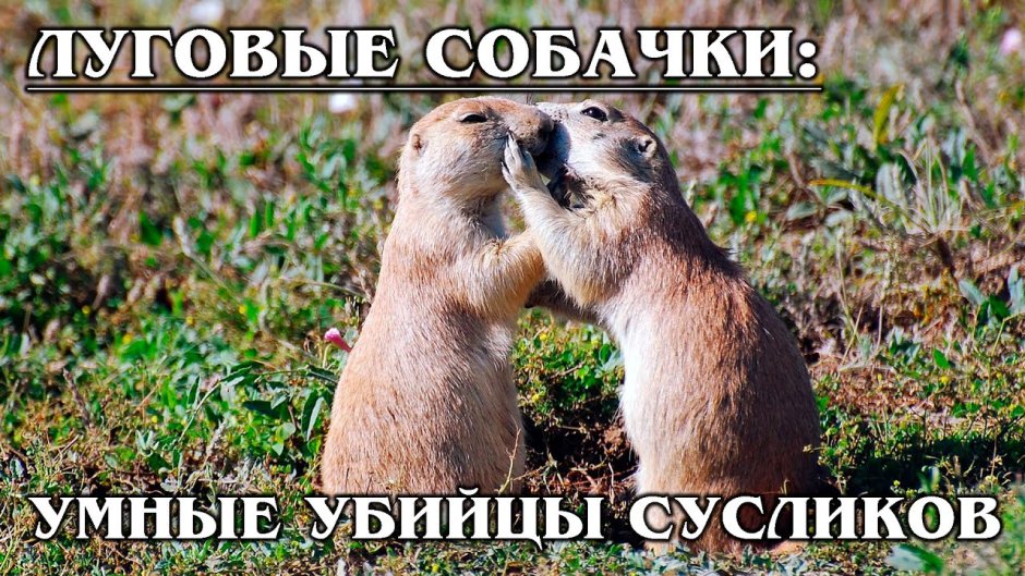 Степной сурок Байбак