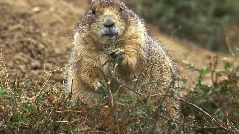 Cynomys ludovicianus