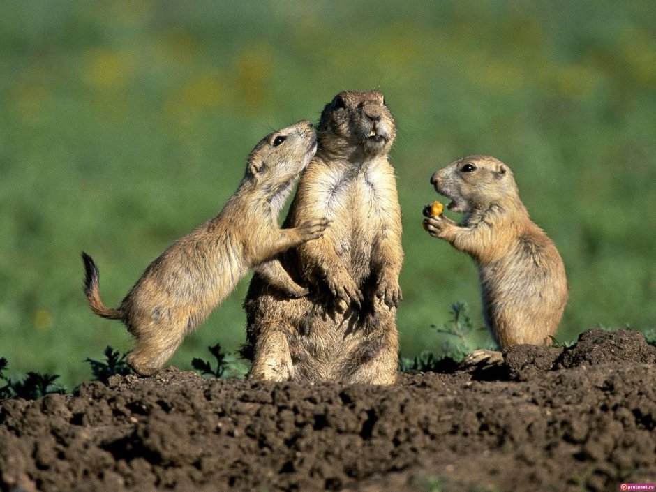 Spermophilus citellus