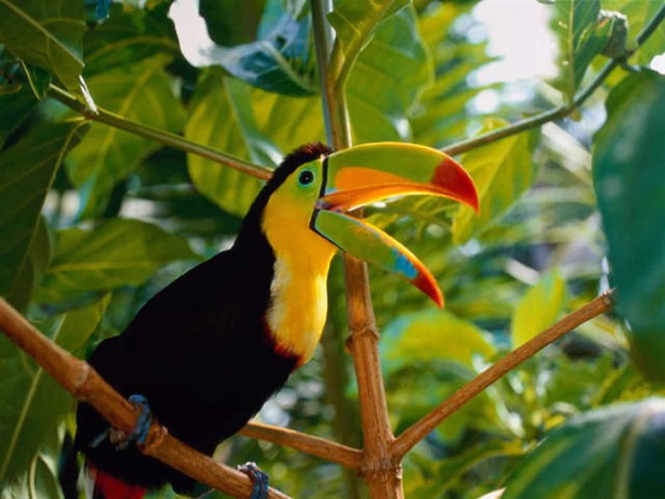 Pteronura Brasiliensis