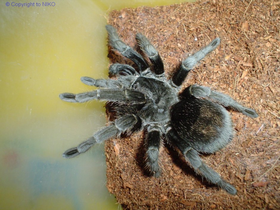 Паук Grammostola pulchra