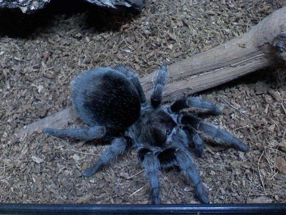 Паук Grammostola pulchra
