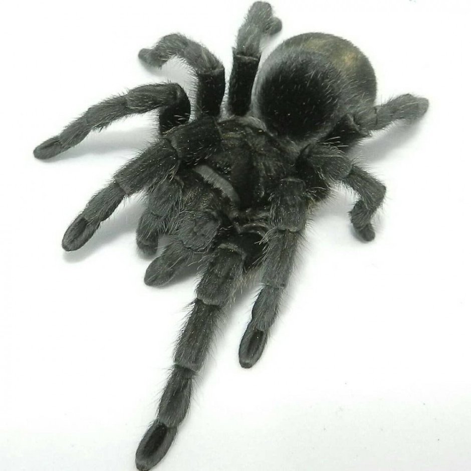 Паук Grammostola pulchra