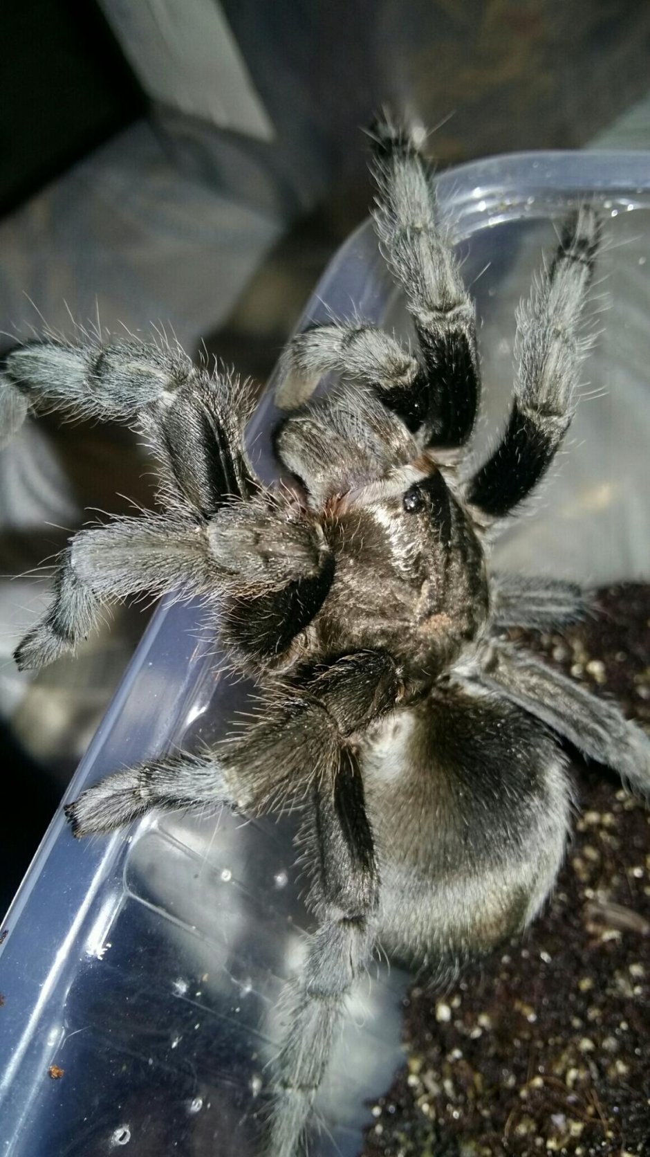 Grammostola pulchra