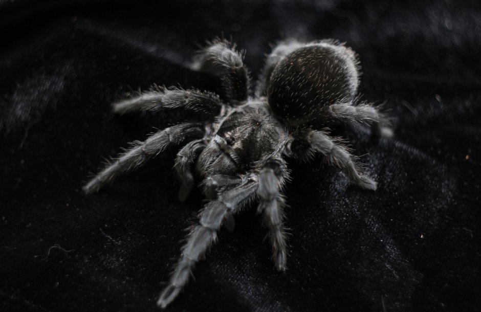 Паук Grammostola pulchra