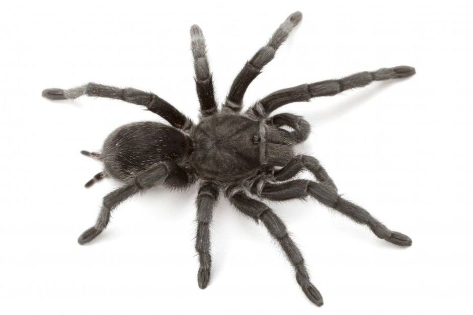 Monocentropus balfouri