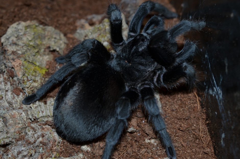 Паук птицеед Grammostola pulchra самка 9 линька