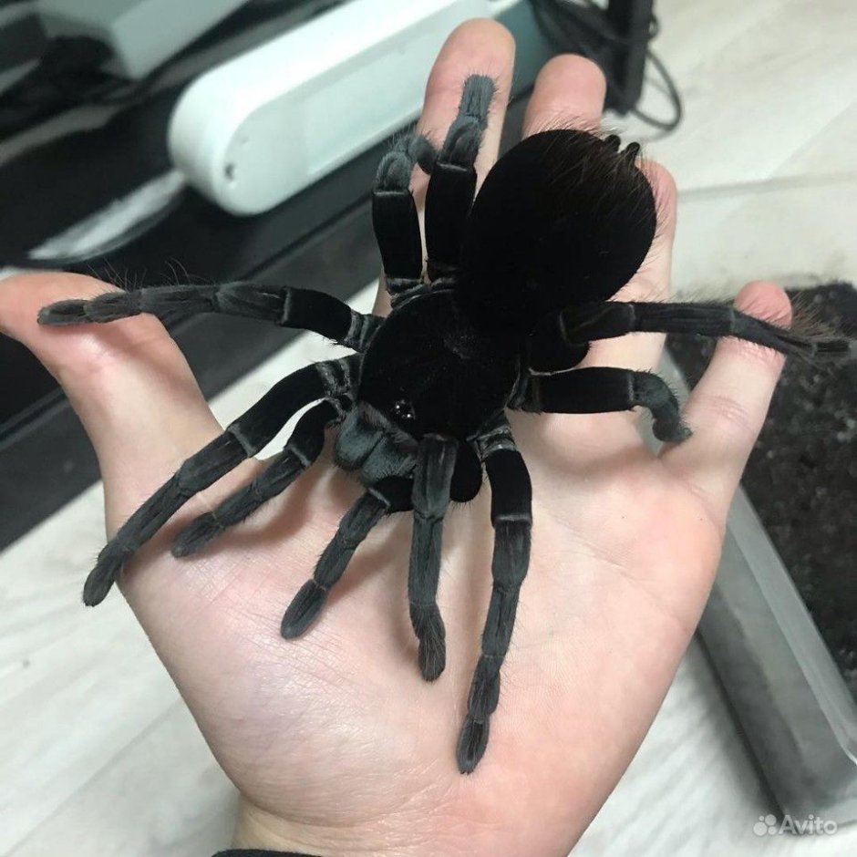 Grammostola pulchra нимфы