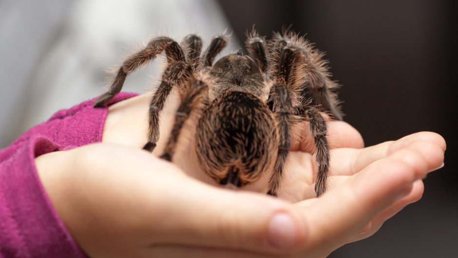 Grammostola pulchra укус
