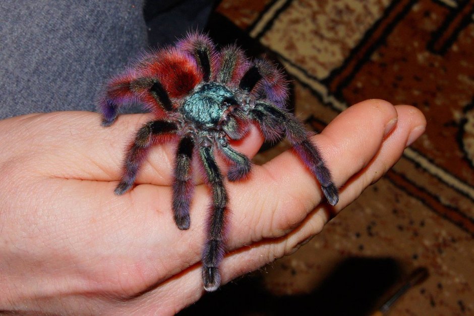 Тарантул Lycosa Narbonensis