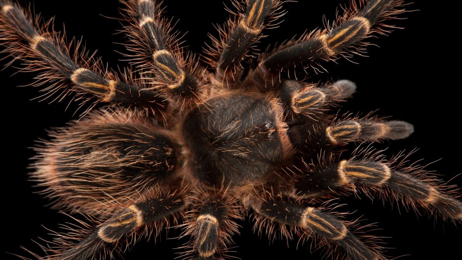Tegenaria Agrestis паук Бродяга
