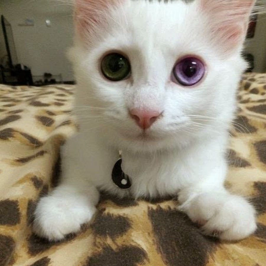 Кошка с фиолетовыми глазами