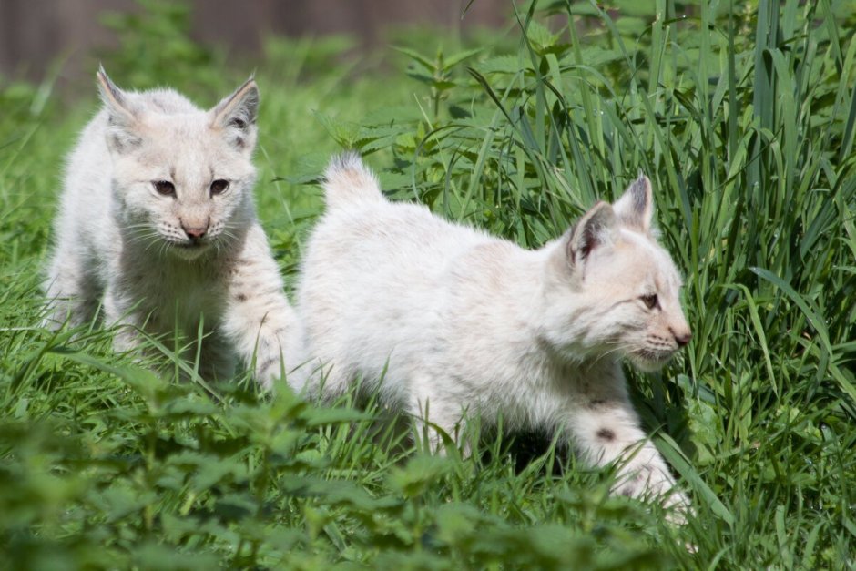 Белая Рысь альбинос